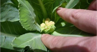 Jak správně krmit zelí jódem na otevřeném poli